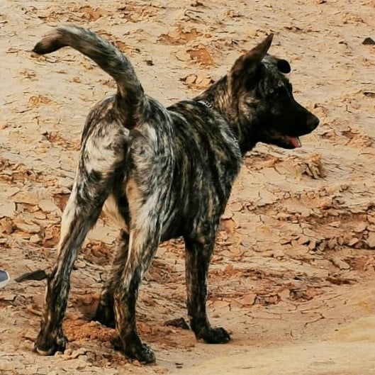 Campaña de vacunación antirrábica e identificación canina en Antigua