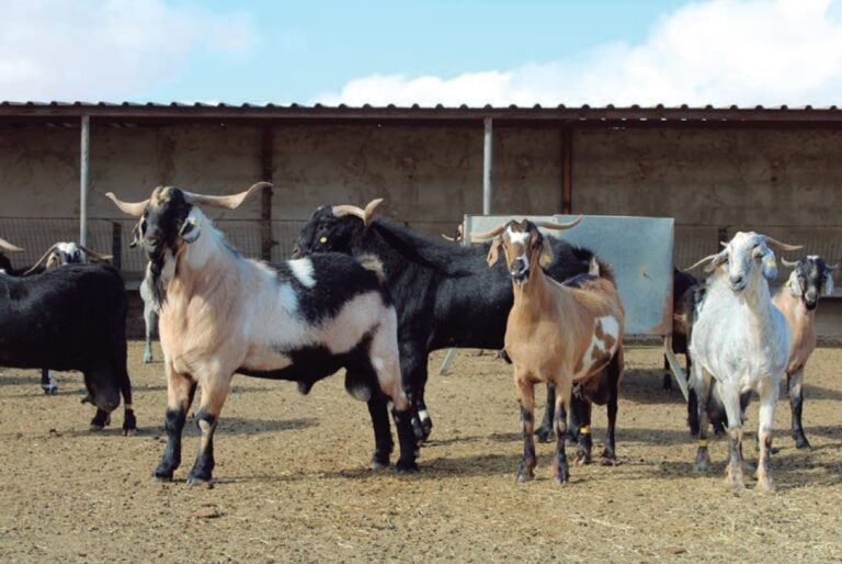 La genética de la Cabra Majorera se exportará al mundo desde Fuerteventura