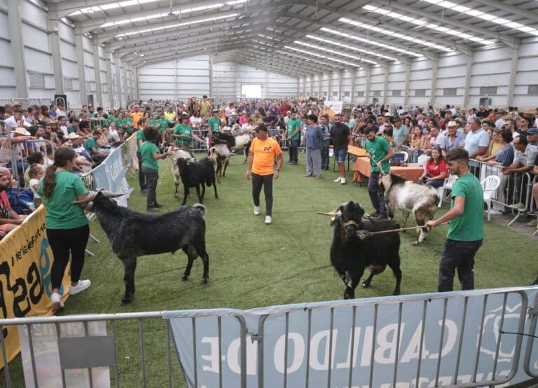 Doce machos y dos carneros participaron en la subasta de sementales de FEAGA 2023