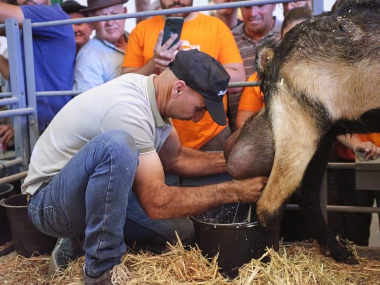 Juan Pedro Hernández, ganador del concurso de ordeño manual de FEAGA