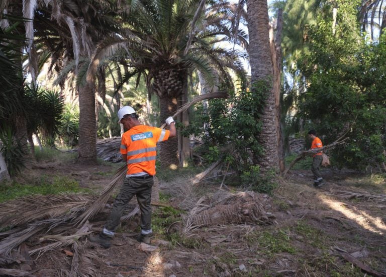 El Cabildo invertirá 500.000 euros para mejorar las zonas verdes de Costa Calma