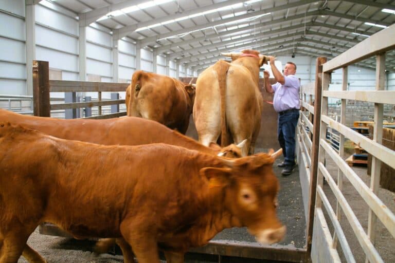 Recogida del ganado en FEAGA