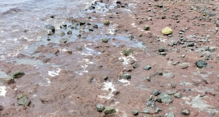 Aparece una especie de alga inusual en la playa de Tarajalejo