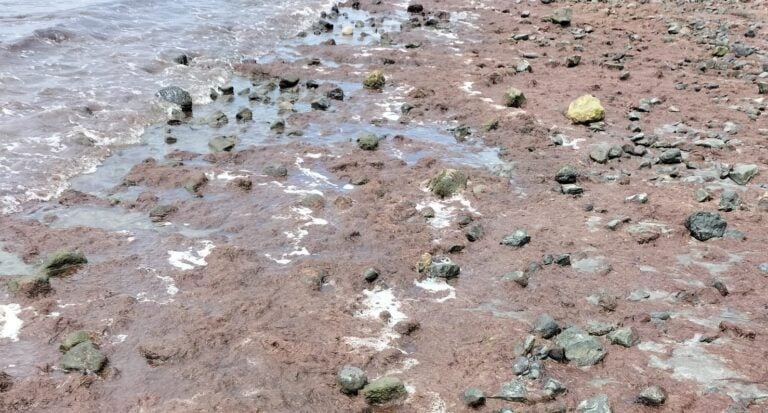 Aparece una especie de alga inusual en la playa de Tarajalejo