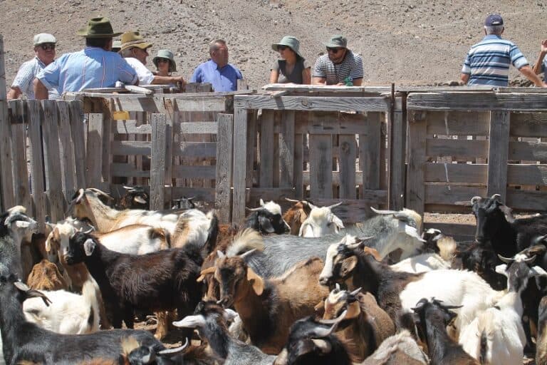 La apañada en el Valle de la Cueva ya se hace bajo sombra de pérgola