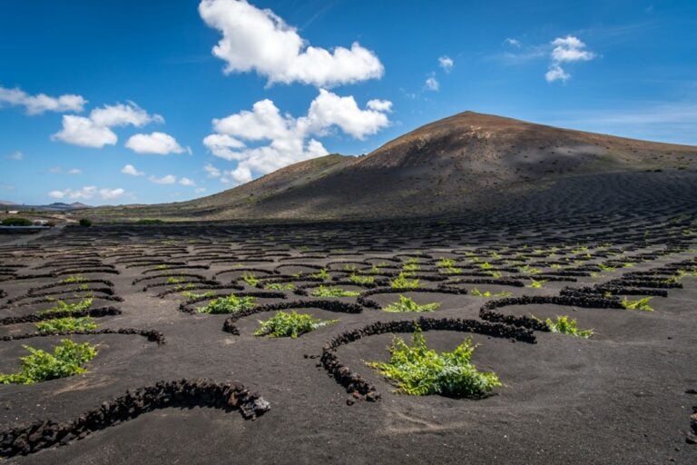 Lanzarote inicia la vendimia con la previsión de recolectar 2,5 millones de kilos de uva