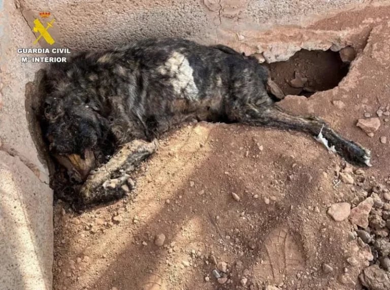 Investigado un joven de Tuineje por la muerte de tres perros a causa de deshidratación severa