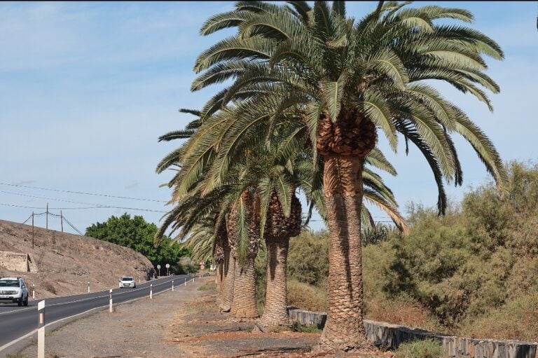 El Cabildo finaliza la poda de las palmeras en la entrada a Gran Tarajal