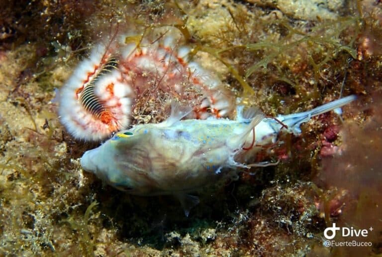 Antigua y Fuertebuceo colaboran en la limpieza de fondos marinos