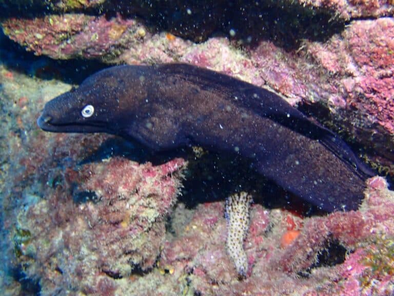 Fuertebuceo comienza el año con nuevas limpiezas de fondos marinos en Caleta de Fste
