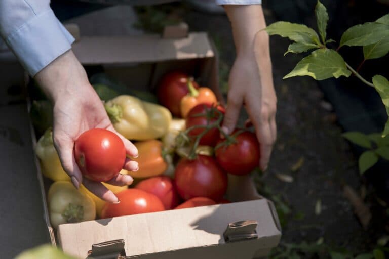 Asaga Canarias se opone a la recuperación de la conexión marítima Fuerteventura-Tarfaya