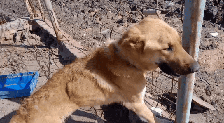 Dos perros atados y en grave estado de desnutrición en Tuineje