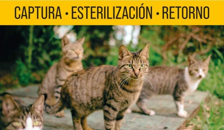 La Oliva convoca una reunión para dar a conocer el método CER para controlar colonias felinas