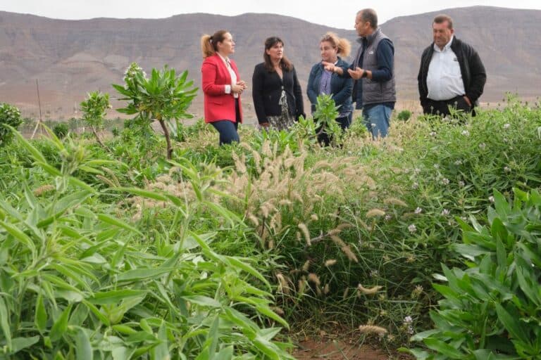 Fuerteventura apuesta por la producción de forraje para reducir la importación