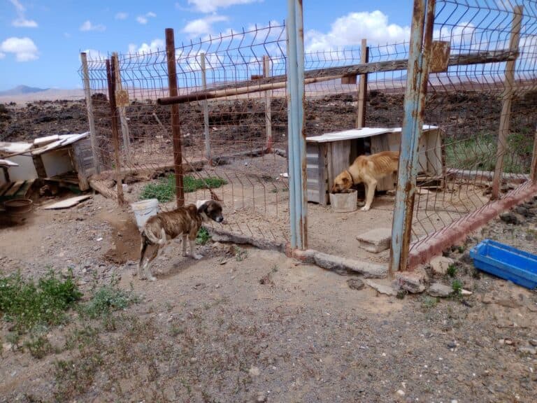 Siguen atados y desnutridos a pesar de las quejas vecinales