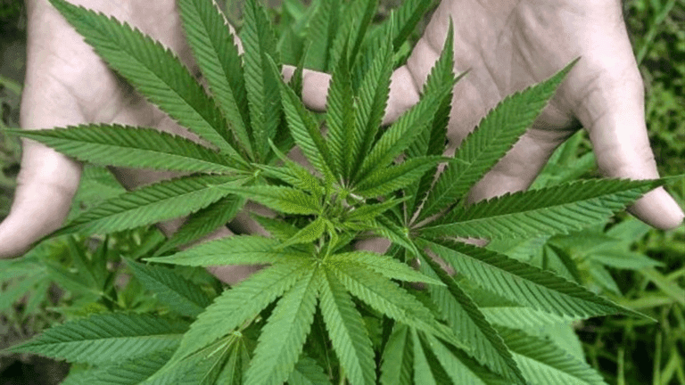 Confirmada condena: Tribunal Superior ratifica sentencia contra pareja por club cannábico en Fuerteventura