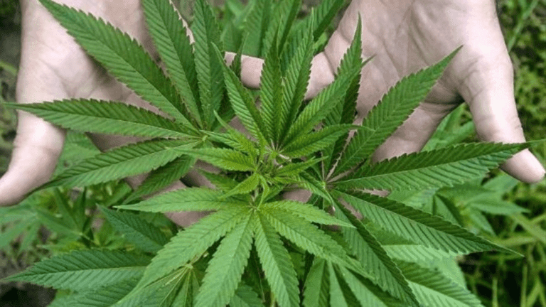 Confirmada condena: Tribunal Superior ratifica sentencia contra pareja por club cannábico en Fuerteventura