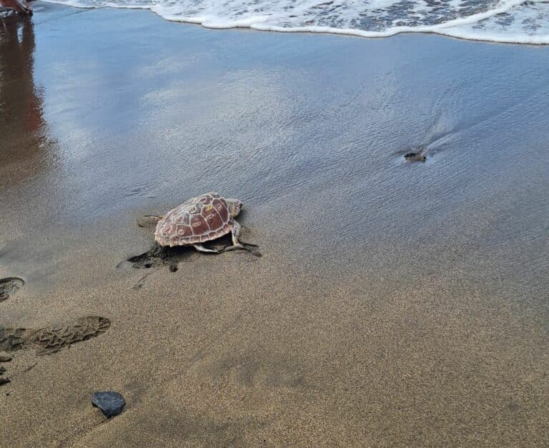 Un ejemplar de Caretta Caretta vuelve al mar en el Día de las Tortugas Marinas