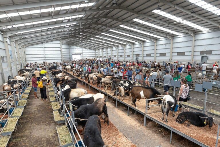 La 38ª Edición de FEAGA Regresa en Abril de 2025 con el Respaldo del Cabildo de Fuerteventura