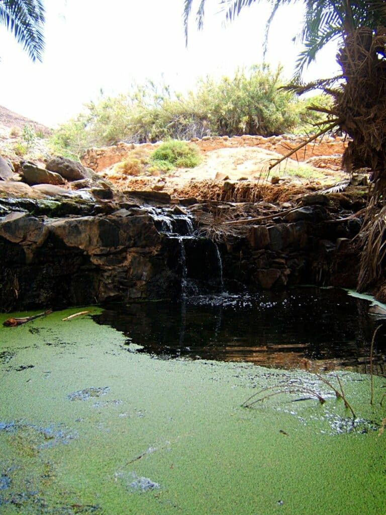 Cabildo y Ayuntamiento de Pájara coordinan acciones para proteger el Saladar de Jandía