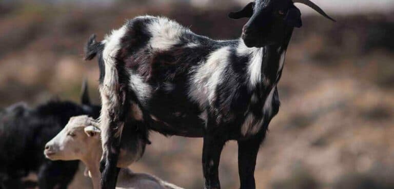 El Pleno del Cabildo aprueba la modificación de créditos para reforzar el desarrollo del sector primario