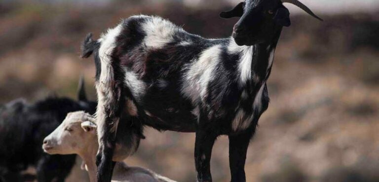 El Pleno del Cabildo aprueba la modificación de créditos para reforzar el desarrollo del sector primario