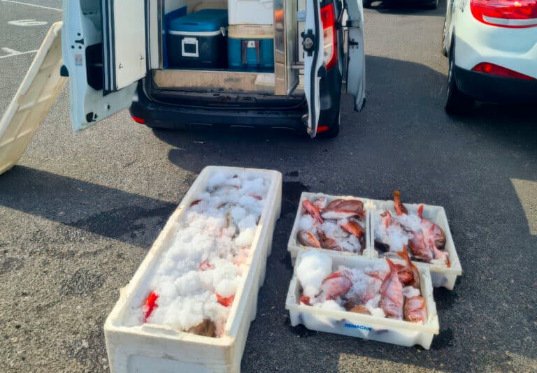 Guardia Civil de Fuerteventura denuncia a pescador profesional por comercialización ilegal de 294 kilos de pescado