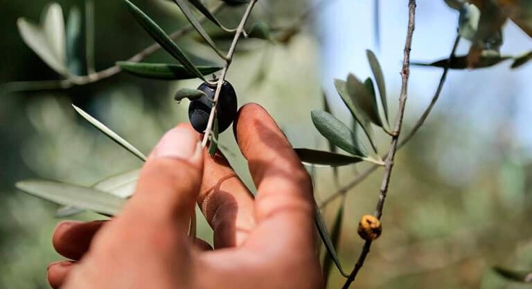 Empresarios del sector olivarero de Fuerteventura se preparan para una misión en Andalucía