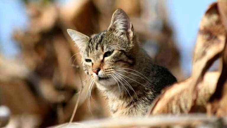Polémica en Canarias: ordenan el sacrificio de gatos comunitarios en espacios protegidos