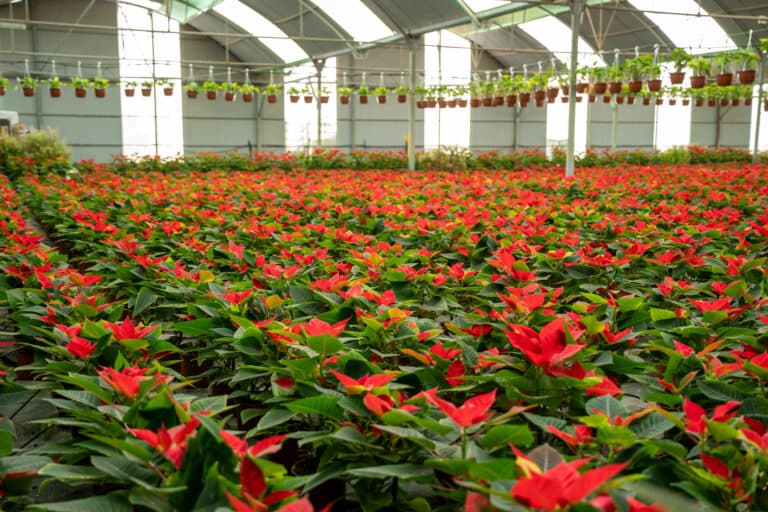 Garden Center Fuerteventura refuerza la Navidad con 14.100 plantas de Flor de Pascua producidas localmente