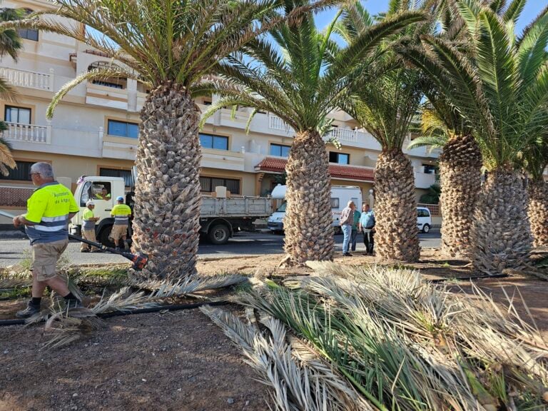 El Ayuntamiento ejecuta la poda del palmeral en Costa de Antigua