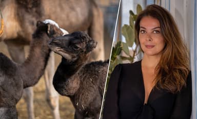 Dromemilk Camel Bio Farm celebra un baby boom de camellos en Fuerteventura