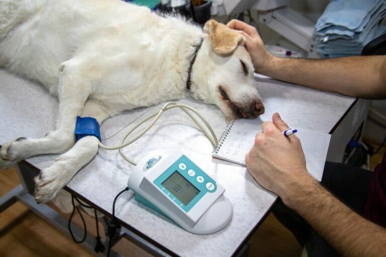 Veterinarios alertan de la inviabilidad de ofrecer urgencias 24 horas en Lanzarote y Fuerteventura