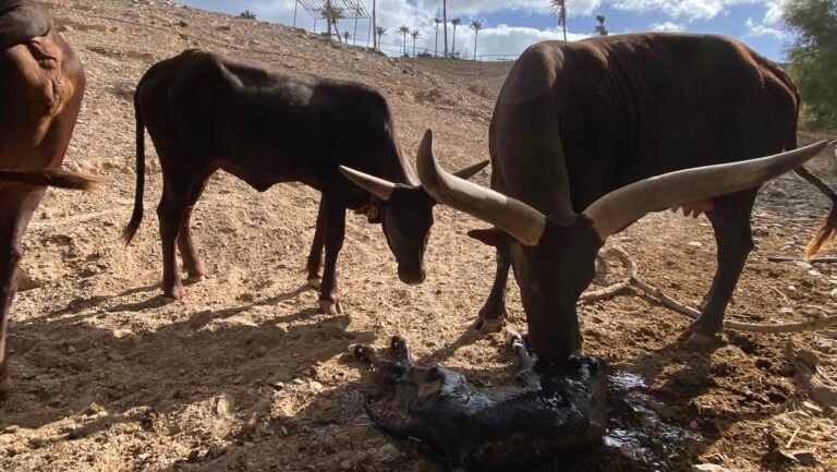 El Oasis Wildlife de Fuerteventura da la bienvenida a una cría de watusi
