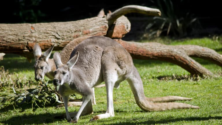 El Oasis Wildlife de Fuerteventura recibe a tres canguros rojos