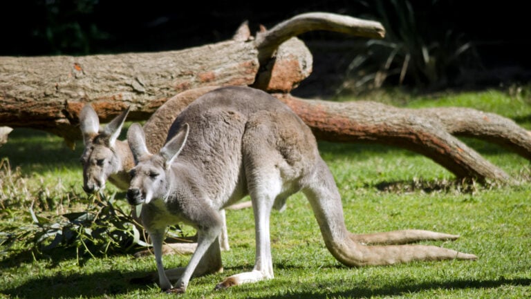 El Oasis Wildlife de Fuerteventura recibe a tres canguros rojos