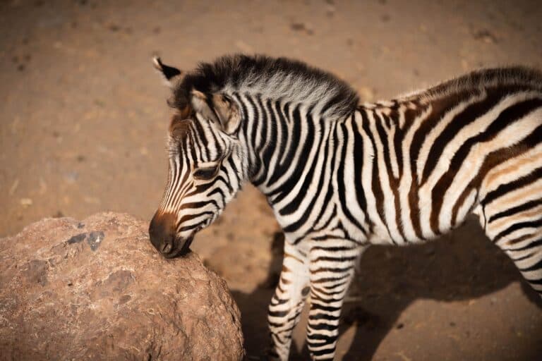 Una nueva cebra nace en Oasis Wildlife tras cinco años sin alumbramientos