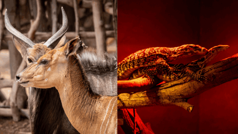 Nuevos ejemplares de niala y varano se incorporan a la gran familia del Oasis Wildlife