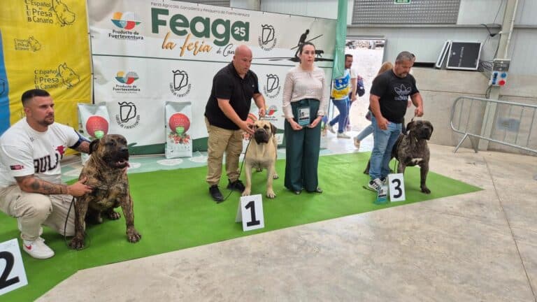 El presa canario y los podencos protagonizan una jornada memorable en FEAGA 2025