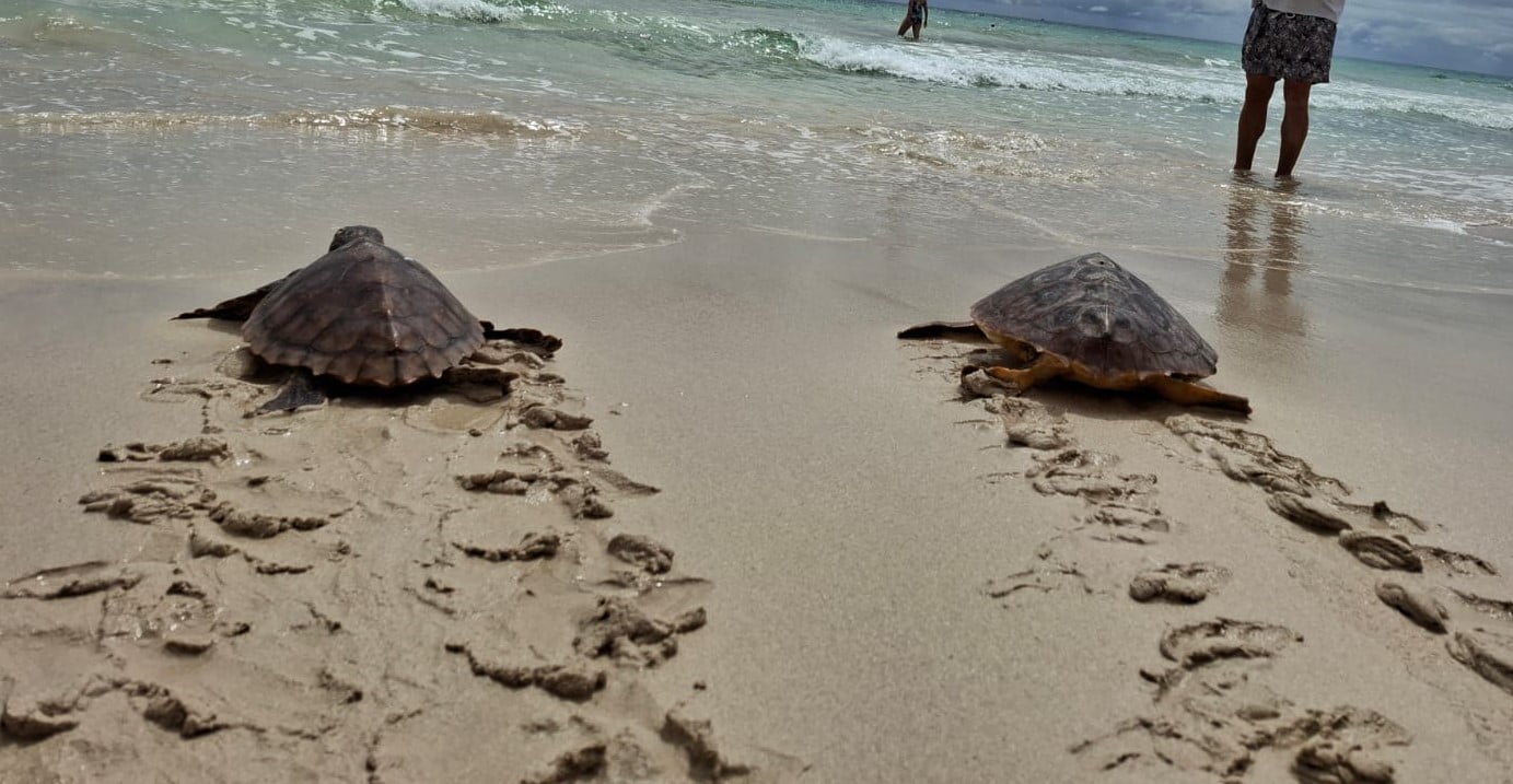 Liberados cinco ejemplares de tortuga que quedaron atrapados en las costas de Fuerteventura