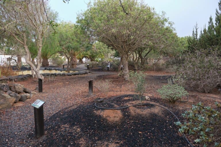 Nuevas infraestructuras y reforestación para recuperar ecosistemas terrestres en la isla