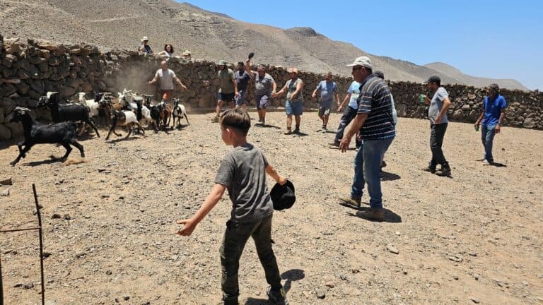 Ganaderos del Mancomún celebran una multitudinaria apañada en el Valle de La Cueva