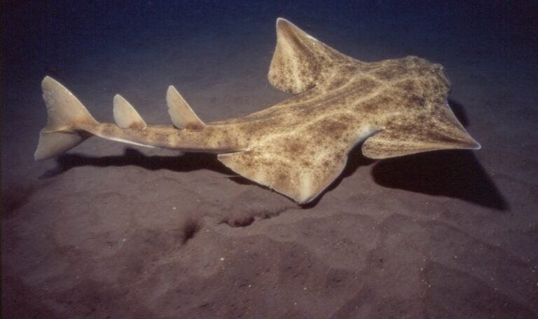 Canarias, refugio natural para los tiburones: un legado marino que urge proteger