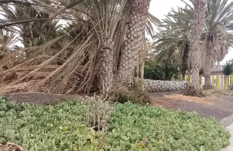 El Cabildo exige a AENA restaurar de inmediato los jardines del aeropuerto