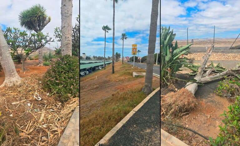 Jardineros del aeropuerto de Fuerteventura: casi un año sin cobrar y ocho meses de abandono en los jardines
