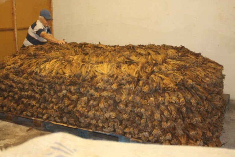 Canarias ya exporta más tabaco que plátanos: un giro histórico en la economía regional