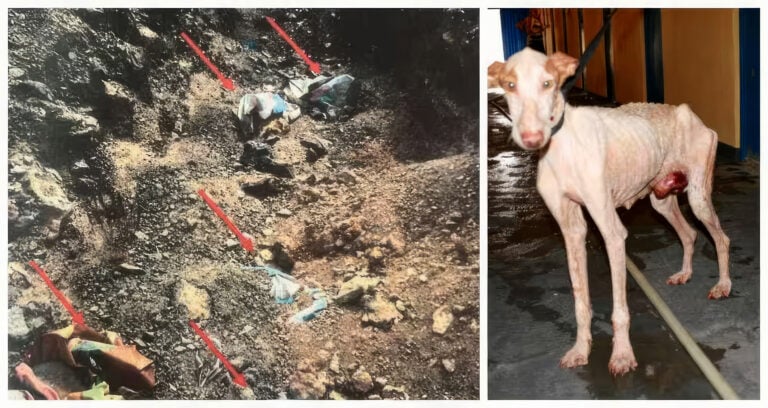 Maltrato animal en la perrera de La Pared: 207 perros muertos o desaparecidos, y fosas comunes en Pájara