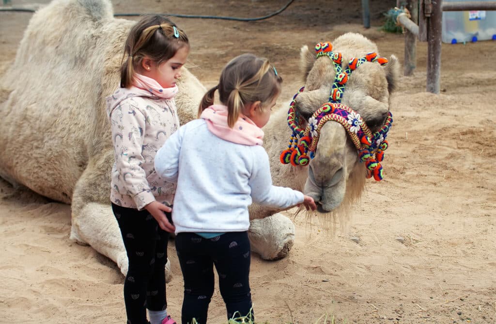 Dromemilk Fuerteventura reabre la granja oficial de los Reyes Magos con una experiencia educativa única sobre el camello canario