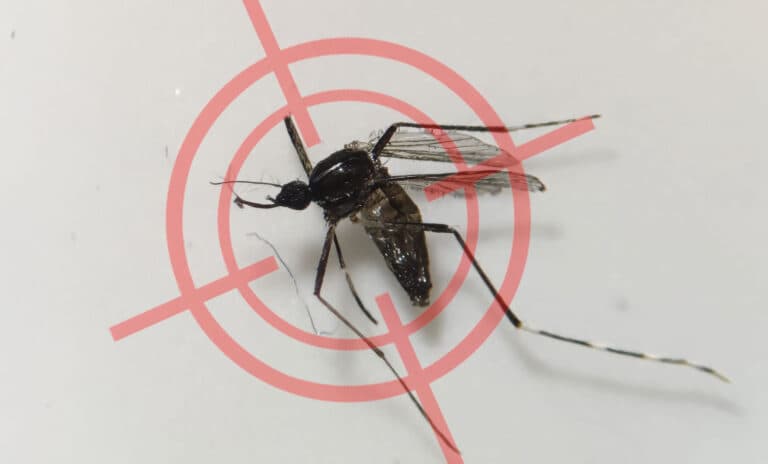 Sanidad descarta nuevos hallazgos de mosquitos invasores en Fuerteventura pero mantiene la vigilancia activa