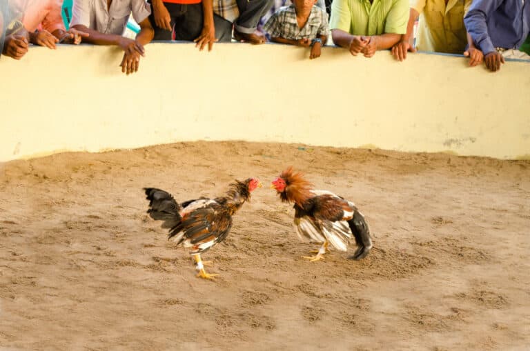 PACMA denuncia ante la Fiscalía la celebración de peleas de gallos en Canarias pese a su prohibición legal desde 2007
